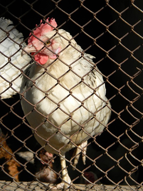 费拉拉：都说欧冠会消耗精力，但休息一周的国米似乎更累.